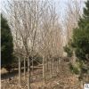 供應綠化樹木白玉蘭2-8-10-18公分大白玉蘭樹 白玉蘭樹基地