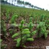 云杉樹綠化工程 云杉小樹規(guī)格全 工程綠化樹木 四季常青綠化