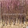 叢生榆葉梅樹行道樹 獨桿榆葉梅 庭院園林美化 工程綠化苗直銷