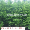 水杉苗木/江西水杉苗木低價出售/九江水杉苗木基地批發/