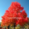 江西九江美國紅楓苗木出售，美國紅楓供應電話，美國紅楓批發