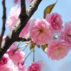 櫻花樹苗批發當年開花大櫻花樹苗盆栽嫁接櫻花苗日本櫻花盆景綠化