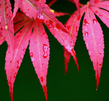 庭院嫁接紅楓樹苗中國日本紅楓紅舞姬耐寒地栽風(fēng)景樹園林綠化工程