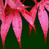 庭院嫁接紅楓樹苗中國日本紅楓紅舞姬耐寒地栽風景樹園林綠化工程