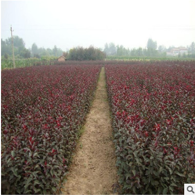 批發(fā)庭院行道綠化苗木紅葉李紫葉李樹苗速生紫葉李苗規(guī)格全