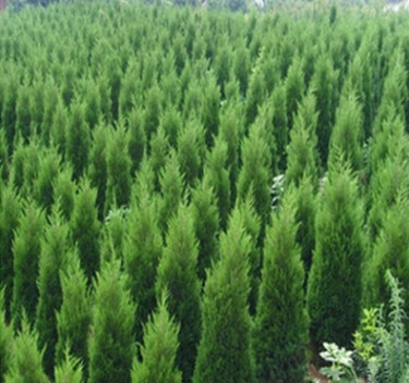 基地批發(fā)檜柏樹苗 蜀檜 松柏樹基工程綠化側(cè)柏塔柏樹量大從優(yōu)