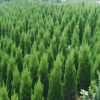 基地批發檜柏樹苗 蜀檜 松柏樹基工程綠化側柏塔柏樹量大從優
