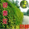 批發(fā)迎春 又名云南黃馨 迎春花四季常青庭院樹苗綠化工程苗木