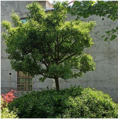 北海道黃楊冬青樹苗植物庭院四季常青圍墻圍欄小區(qū)綠化苗耐寒