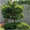 北海道黃楊冬青樹苗植物庭院四季常青圍墻圍欄小區(qū)綠化苗耐寒