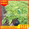金邊假連翹批發20-100cm 園林景觀綠化工程供應 量大從優