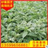 花葉假連翹價格 地苗袋苗 福建場地直銷 大量批發