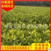 黃金葉批發20-40cm 地被苗 福建種植基地 量大從優