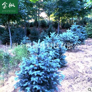 廠家提供精品美國(guó)藍(lán)杉 科羅拉多藍(lán)杉小苗 綠化用美國(guó)藍(lán)杉苗木
