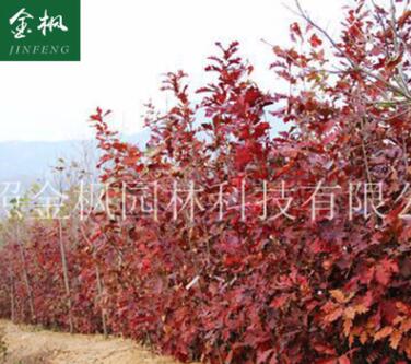 供應(yīng) 北美紅櫟小苗 紅橡樹(shù)紅槲櫟 北美紅櫟綠化園林苗木
