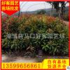 紅車苗20-200cm批發 盆栽地栽 規格齊全 量大從優