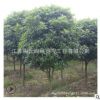 工程綠化-桂花樹 四季桂金桂丹桂花樹 品種全 庭院觀花植物