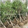 桂花樹批發 庭院盆栽裝飾桂花樹多規格 大型工程綠化樹桂花樹供應