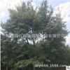 水杉樹(shù)批發(fā) 綠化工程行道樹(shù)風(fēng)景樹(shù) 落羽杉 品種規(guī)格全量大從優(yōu)