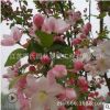 基地西府海棠 優(yōu)質(zhì)庭院觀花綠化花木 工程綠化樹(shù)海棠樹(shù)批發(fā)