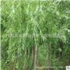 柳樹(shù)直銷批發(fā) 公園行道綠化木垂柳樹(shù) 柳樹(shù)小 規(guī)格齊全
