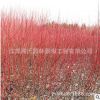 紅瑞木小樹(shù)批發(fā) 直銷工程綠化 規(guī)格齊全 紅瑞木樹(shù)綠籬工程