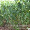 基地直銷櫻花 綠化工程櫻花 正宗嫁接樹(shù) 規(guī)格齊全