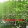 工程綠化樹(shù)木水杉 樹(shù)木直銷 金葉水杉樹(shù)行道樹(shù) 規(guī)格齊全