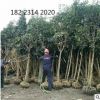 開陽桂花樹批發(fā) 5-7公分占地桂花樹 綠化樹 園林喬木 南方種植