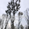 供應黃連木 成都黃連木種植基地、黃連木行情、黃連木照片