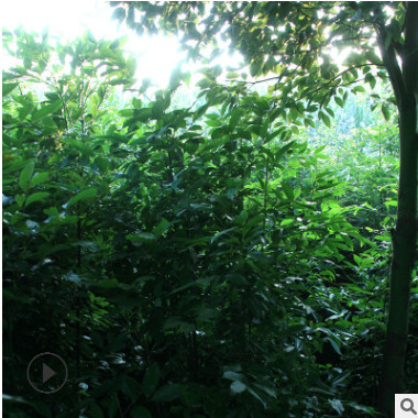 天竺桂種苗 種子 長期供應(yīng)天竺桂 造林綠化批發(fā)中心 綠化喬木