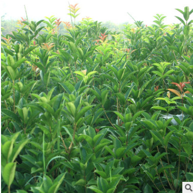 桂花樹苗沉香桂金桂四季桂八月桂盆栽花卉庭院綠植丹桂苗現(xiàn)貨