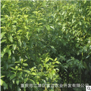 大量出售香樟苗量大從優(yōu) 工程綠化樹木 香樟樹苗 高活香樟樹種苗