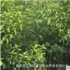 大量出售香樟苗量大從優 工程綠化樹木 香樟樹苗 高活香樟樹種苗