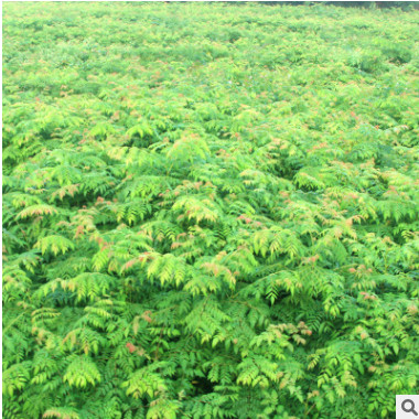 常綠喬木欒樹小苗 品種齊全重慶園林風(fēng)景防護(hù)樹木 綠化工程欒樹苗