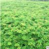 常綠喬木欒樹小苗 品種齊全重慶園林風景防護樹木 綠化工程欒樹苗