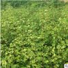 重慶苗木基地批發銀杏苗 品種齊全綠化植物常綠喬木銀杏樹苗供應