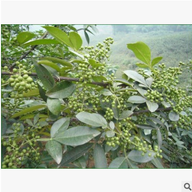 九葉青花椒芽苗 耐旱耐寒花椒樹苗 園林果樹基地批發(fā)一年生花椒