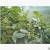 九葉青花椒芽苗 耐旱耐寒花椒樹苗 園林果樹基地批發一年生花椒