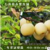 基地大量批發(fā)各類規(guī)格優(yōu)質嫁接正宗翠冠六月雪梨果樹梨子綠化樹苗