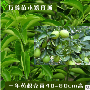 基地直銷各類規格優質嫁接藥枳殼苗藥柑柑橘水果橘子果樹綠化樹苗