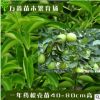 基地直銷各類規(guī)格優(yōu)質嫁接藥枳殼苗藥柑柑橘水果橘子果樹綠化樹苗