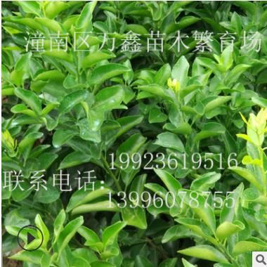 基地自產直銷優質嫁接砂糖橘柑橘苗果樹苗橘子樹水果樹苗綠化樹苗