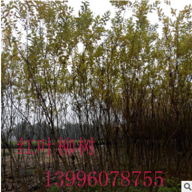 基地直銷紅葉柳樹苗各類規格優質果樹苗綠化樹苗品種齊全量大從優