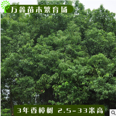 基地直銷各規格香樟樹樟樹綠化樹優質柑橘果樹橘子水果樹柚子臍橙