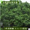 基地直銷各規(guī)格香樟樹樟樹綠化樹優(yōu)質柑橘果樹橘子水果樹柚子臍橙