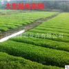 優(yōu)質(zhì)佛甲草屋頂綠化專用小區(qū)改造防曬隔熱耐寒地被植物