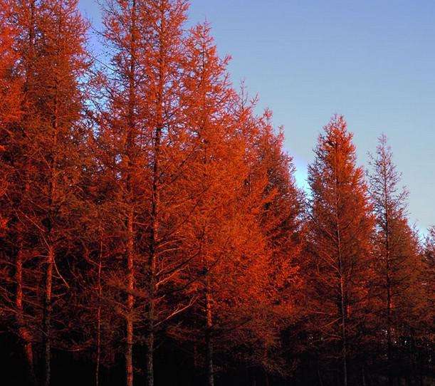 紅松
