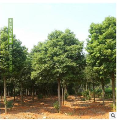 供應香樟樹 多規格園林樹木供應 廣西桂林基地直發