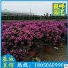 三角梅球批發 紫色三角梅球 高50cm 基地直銷